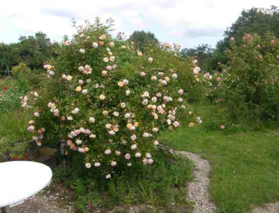 ‘Ghislaine de Féligonde’ auf Hochstamm in Blüte.