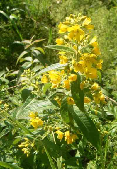 Gelbe Blüten und schmales Laub des Gilbweiderichs.