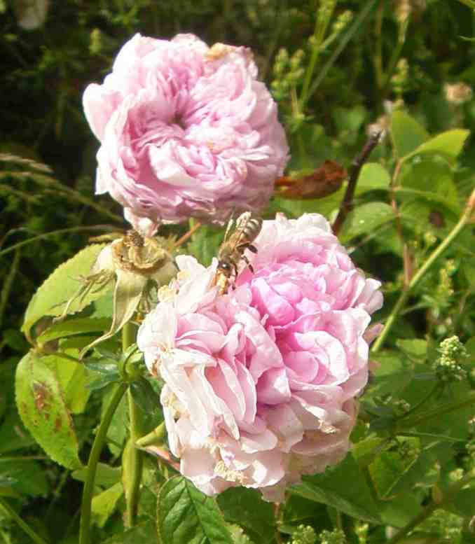 ‘Gloire de France’, zwei rosa dicht gefüllte Blüten mit Biene.