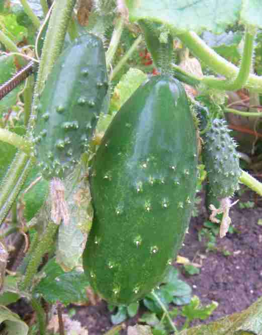 Gurken im Hochbeet