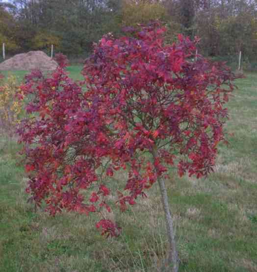 ‘Heinrich Ilmari’, Hochstamm mit rotem Herbstlaub.