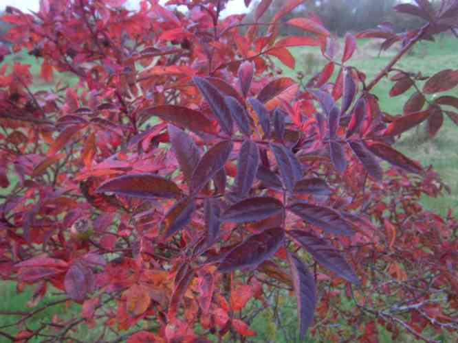 ‘Heinrich Ilmari’, rotes und dunkelrotes Herbstlaub, Nahaufnahme.
