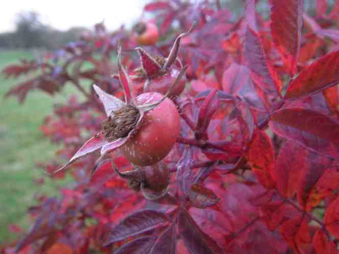 ‘Heinrich Ilmari’, Herbstlaub und runkelrote Früchte.