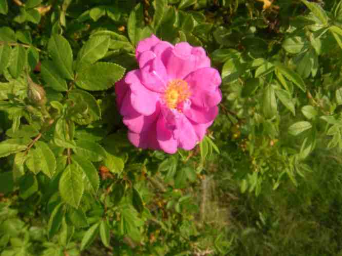‘Heinrich Ilmari’, offene pinke Einzelblüte und borstige Knospe.