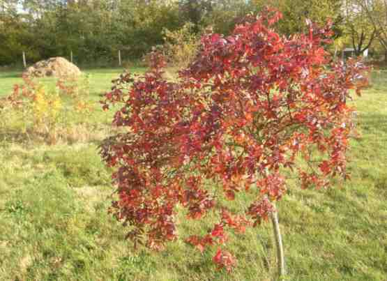 ‘Heinrich Ilmari’, dunkelrotes Herbstlaub.