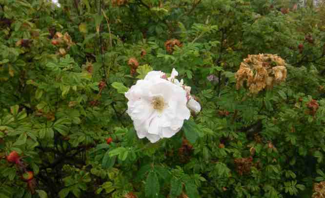 ‘Henry Hudson’, einzelne weiße große Blüten am Strauch.