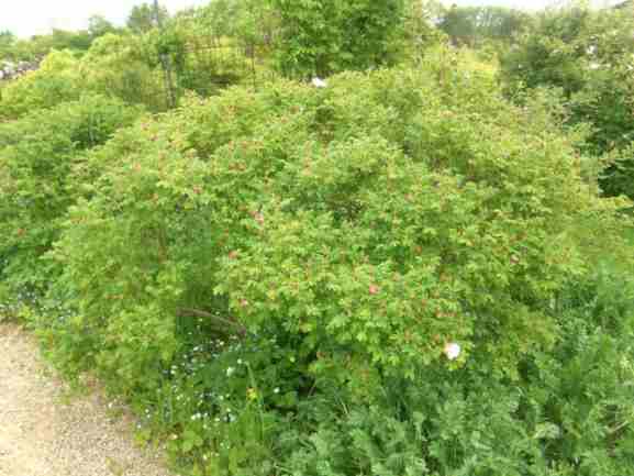 ‘Henry Hudson’, Strauch um 150 cm im Garten.