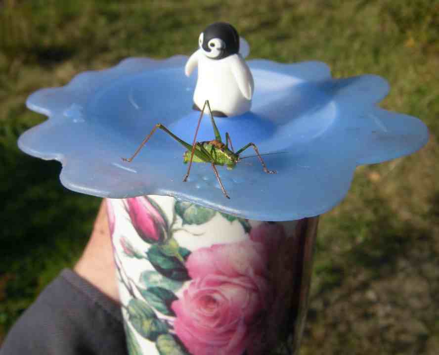 Heuschrecke auf Deckel von Kaffeetasse.