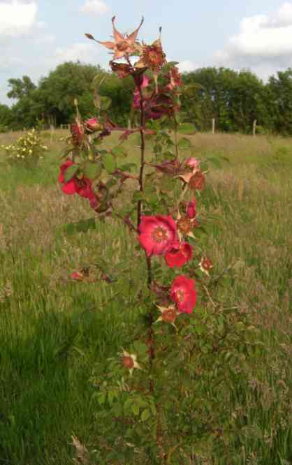 ‘Hillieri’, wie zuvor, die rote Blütenfarbe aber ist besser zu sehen.