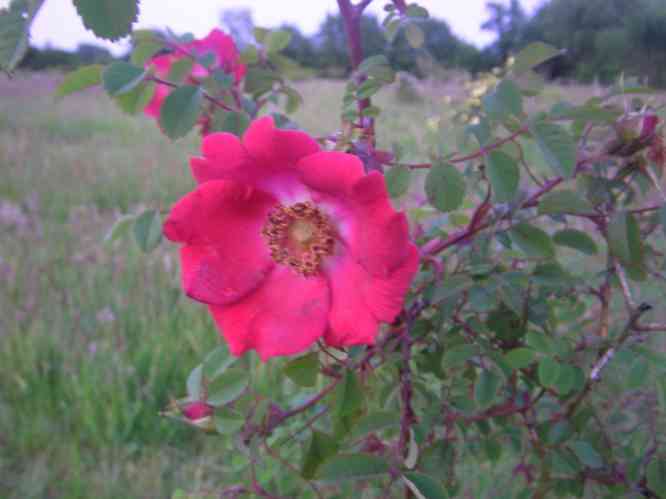 ‘Hillieri’, offene rote Blüte und dunkelgrünes Laub.