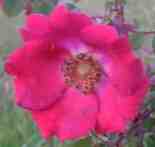 ‘Hillieri’