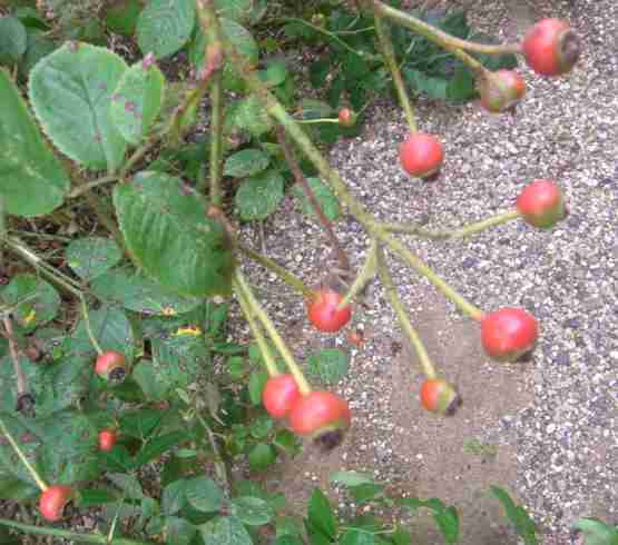 ‘Himmelsauge’, rote rundliche Früchte.