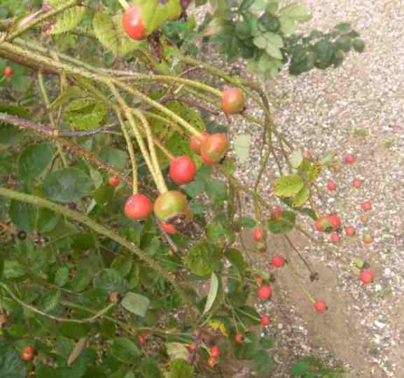 ‘Himmelsauge’, Ausschnitt Strauch mit grünen und roten rundliche Früchte.
