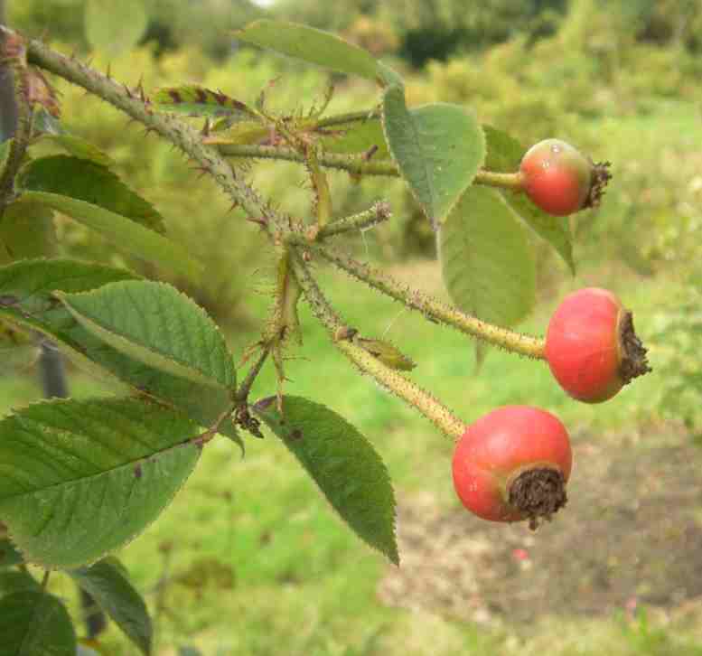 ‘Himmelsauge’, drei rote rundliche Früchte, Nahaufnahme.