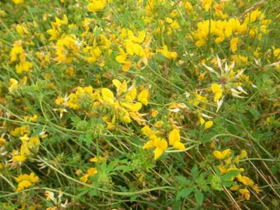 Gelbe zahlreiche Blüten des Hornklees.