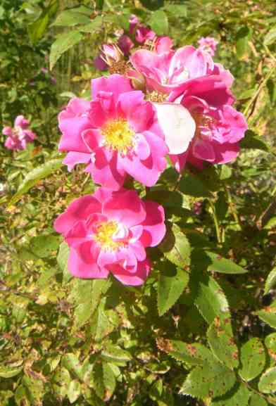‘John Franklin’, offene, locker gefüllte pinke Blüten in Büschel im August.