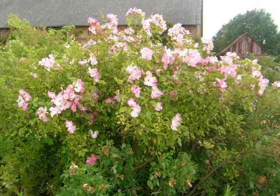 ‘Juliana von Stolberg’, reich blühende Strauchkrone.