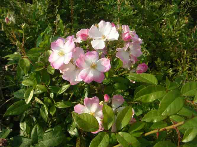 ‘Juliana von Stolberg’, reiche Nachblüte, hier Nachaufnahme Blütendolde und Knospen.