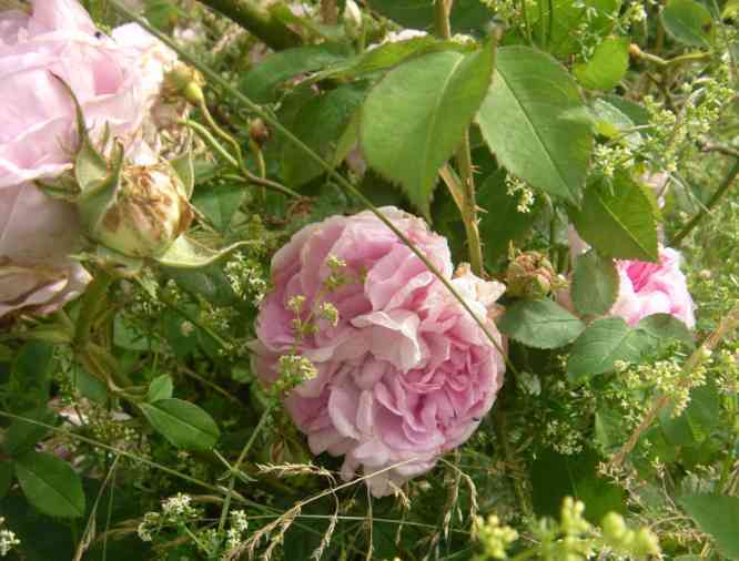 ‘Juno’, öffende Blüte und hellgrünes, breites Laub.