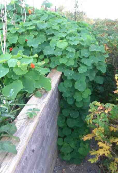 Kapuzinerkresse im Hochbeet, wie zuvor, nur andere Seite des Hochbeets.