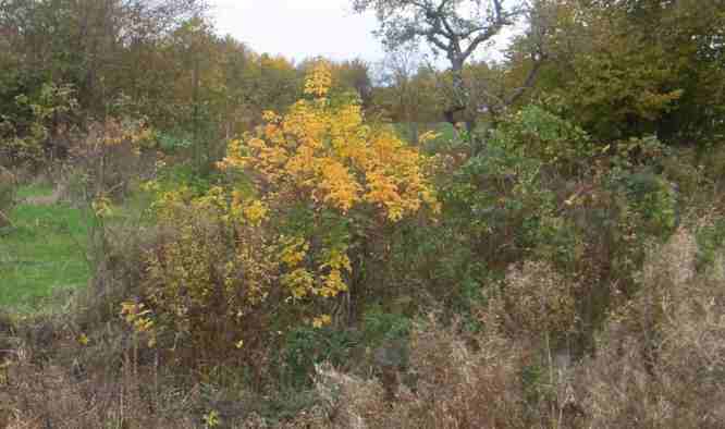 “Katri Vala”, Herbstlaub, Nahaufnahme.