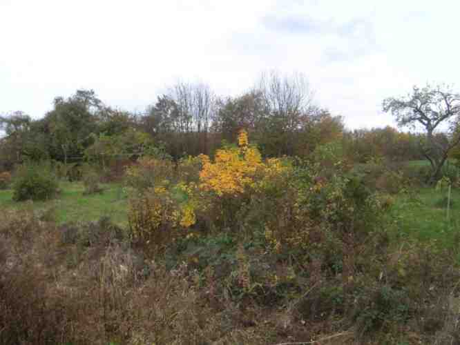 “Katri Vala”, Herbstlaub, gesehen aus Entfernung.