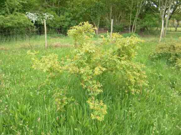‘Kir Royal’, junge Pflanze als Strauch.