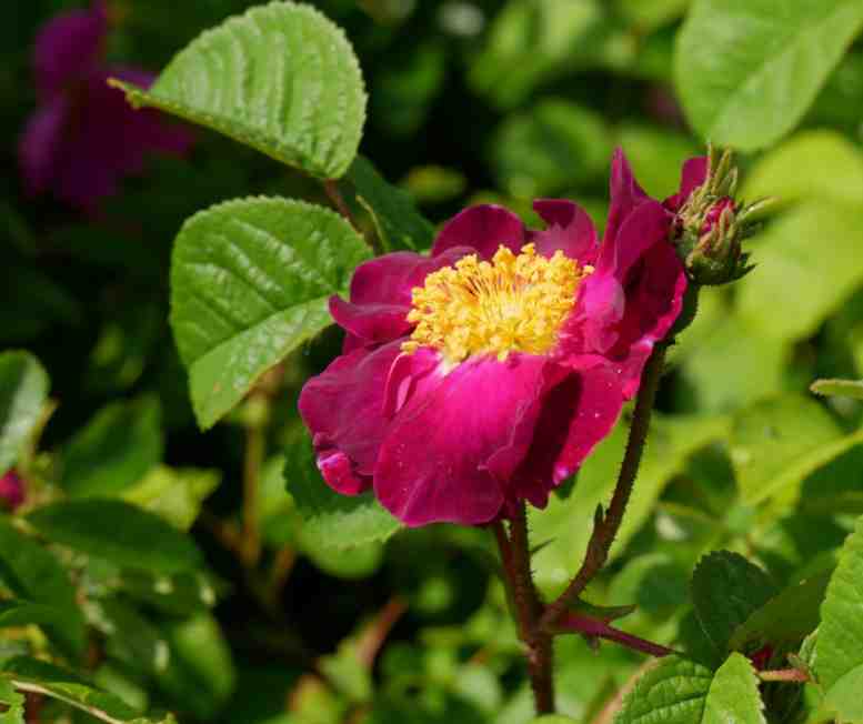 ‘Belle Sultane’, dunkelrote offene Einzelblüte.