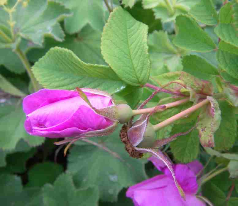 ‘Lac La Nonne’, Blüte Seitenansicht, rundlicher Blütenkelch.
