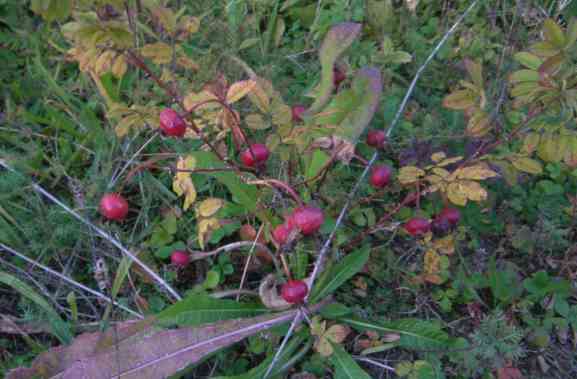 ‘Lac La Nonne’, kleine rundliche rote Früchte am Strauch.
