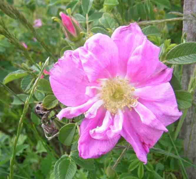 ‘Lili Dieck’, offene Blüte mit typisch kleinen, gekräuselten Innenpetalen.