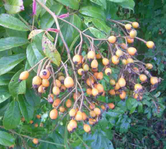 ‘Louis Rambler’, einzelne Früchten-Dolde.