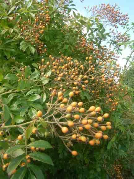 ‘Louis Rambler’, Früchte Nahaufnahme.