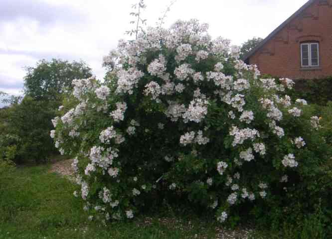 ‘Louis Rambler’, wie zuvor, Vollblüte.