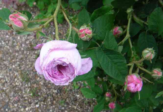 ‘Louis van Till’, Zweig mit rosa Knospen und aufgehender Blüte.