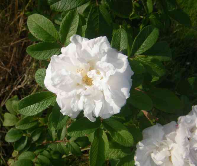 ‘Louise Bugnet’, wuselig gefüllte weiße Einzelblüte am Strauch.