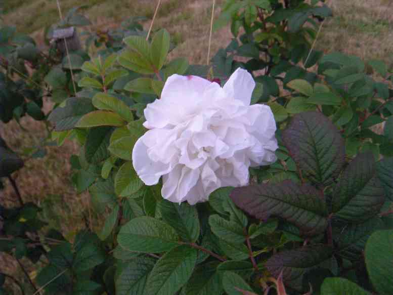 ‘Louise Bugnet’, wuselig gefüllte weiße Einzelblüte am Strauch mit derben Laub in hellgrüner bis rostroter Farbe.