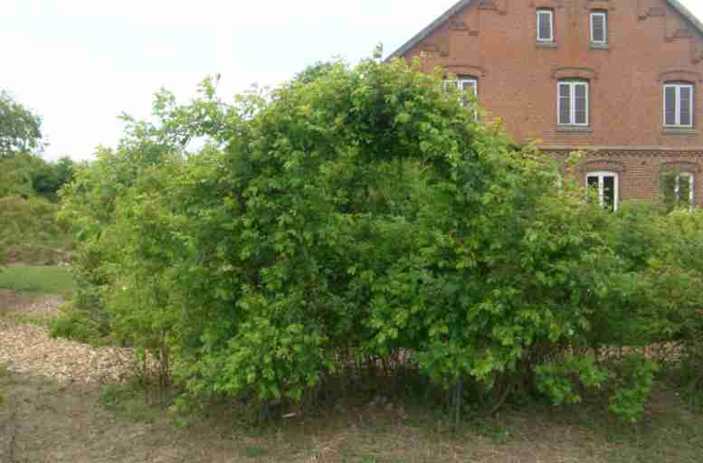 ‘Louis Rambler’, dichter Wuchs am Rosenbogen.
