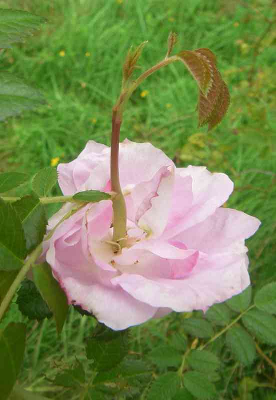 ‘Magnifica’, Blüte mit Sprossung.