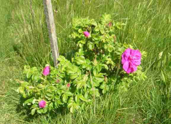 ‘Magnifica’, Rugosa, junger Strauch blühend im Park.