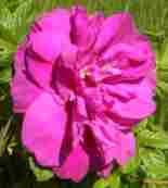 ‘Magnifica, Van Fleet’