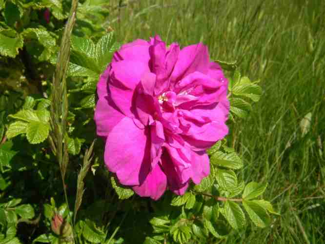 ‘Magnifica’, locker gefüllte pinke Blüte.