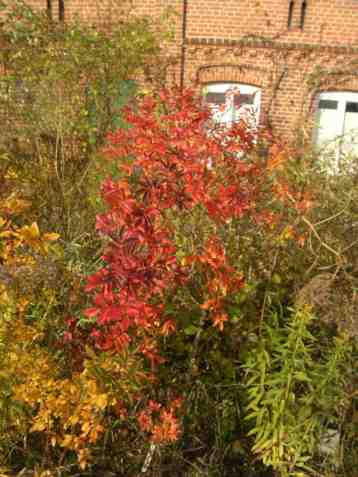 Rosa majalis x rugosa, rötliches Herbstlaub am jungen Strauch.