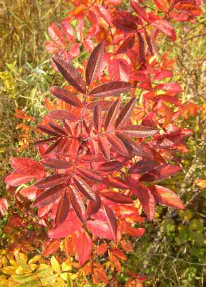 Rosa majalis x rugosa, rötliches Herbstlaub Nahaufnahme.