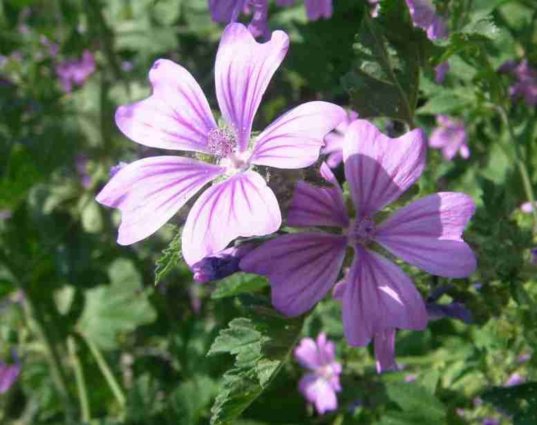 Gemeine Malve, violette-lia gestreifte Blüten.