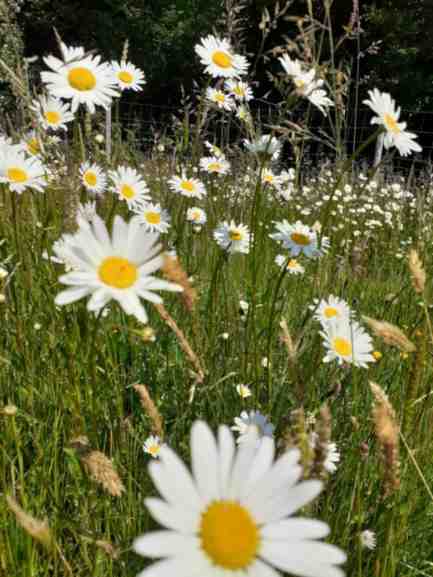 Margeriten der Wiesen.