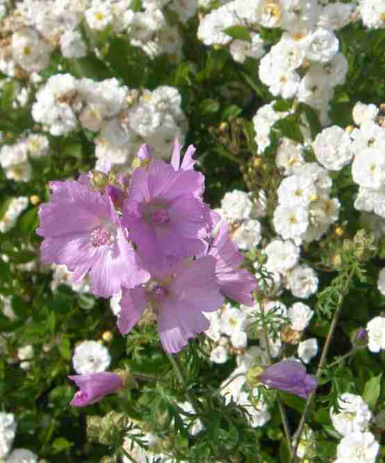 Rosa Malve vor Rose ‘Marie Pavie’
