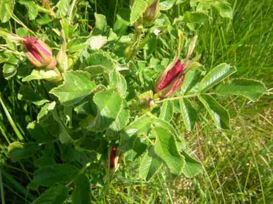 “Matias”, Trieb mit Knospen.