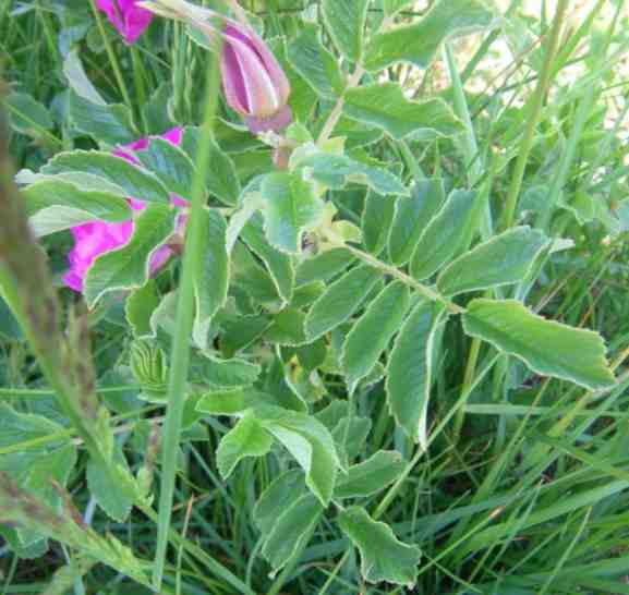 “Matias”, Ausschnitt junger Strauch, Laub und Knospen.