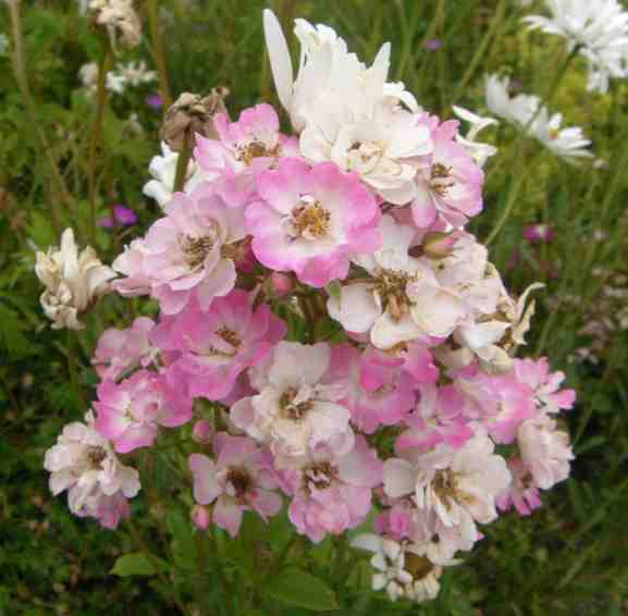 ‘Mini Rosa Polyantha’, kräftig aufgeblühte große Dolde.